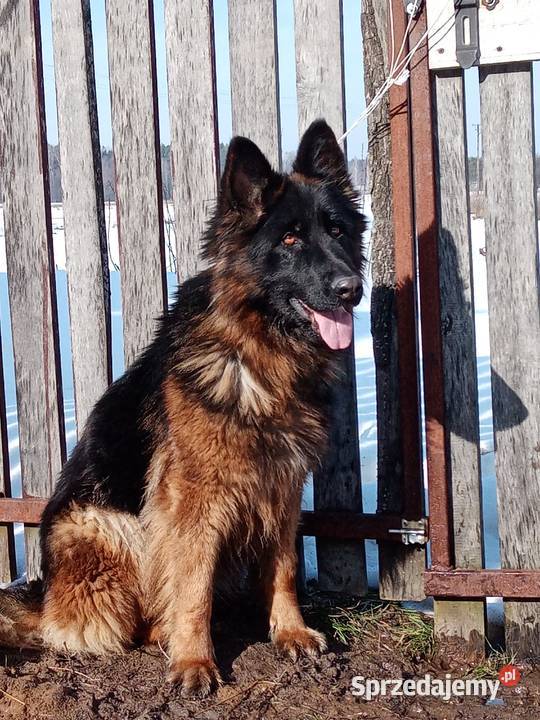 Sprzedam owczarka niemieckiego długowłosego Puławy