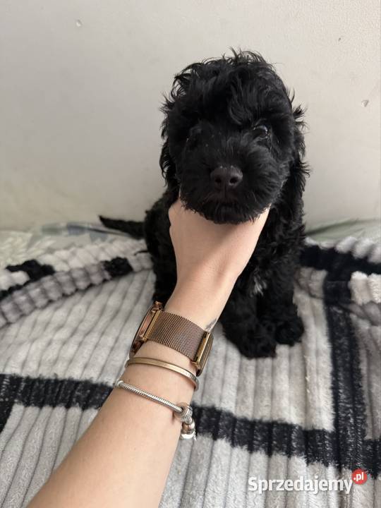 Cockapoo Piesek Zwierzęta