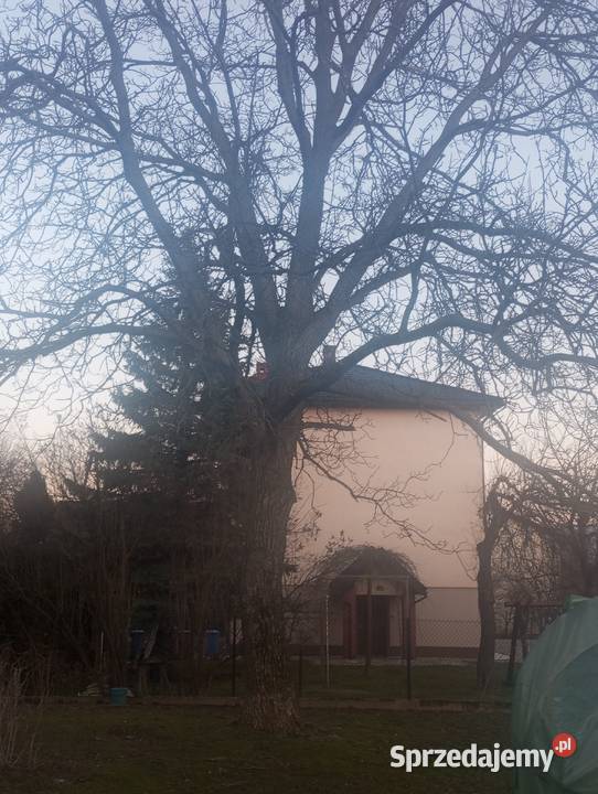 Drzewo orzech włoski do ścięcia w całości Pozostałe Bielsko-Biała