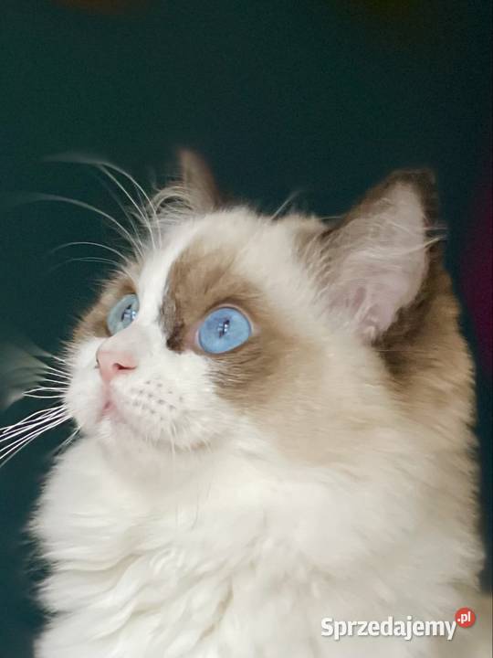 Młodziutka kotka do hodowli śląskie Częstochowa