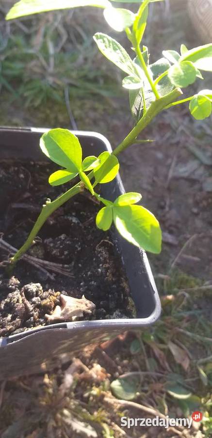 Citrus cytrus mrozoodporny citrange C35 zachodniopomorskie Gardno sprzedam