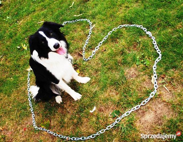 border collie sprzedam szczenięta Psy dolnośląskie