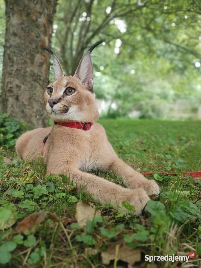 Karakal stepowy caracal młode koty łagodne Kraków