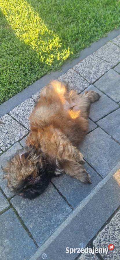 Shih Tzu śląskie Kamienica