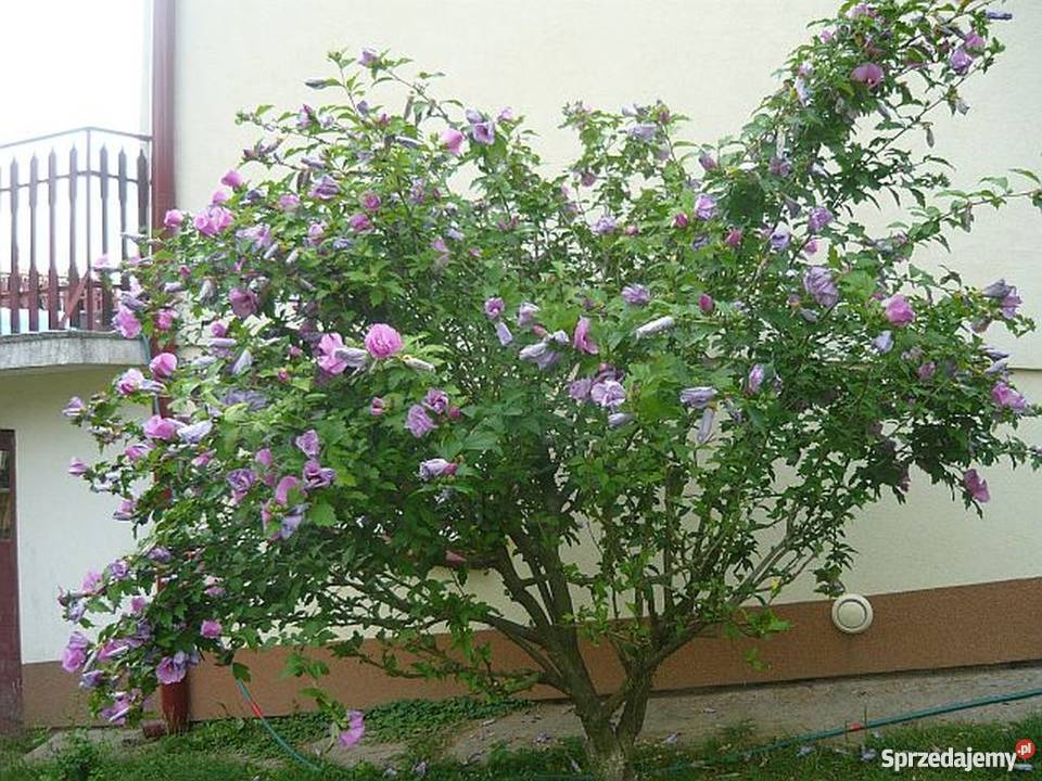 Hibiskus róża syryjska Rośliny kujawsko-pomorskie