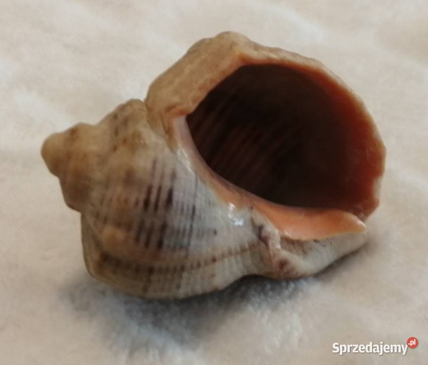 Muszla 42 64 Kreatywne