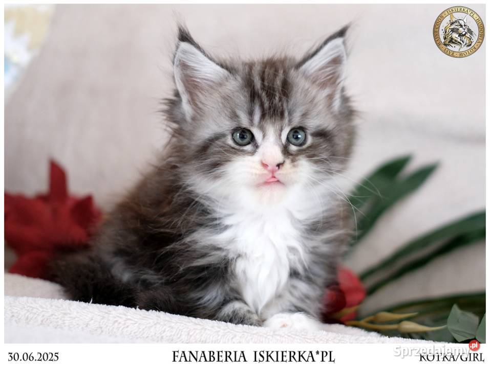 Srebrzysta kotka o pięknym kontraście maine coon Maine Coon Warszawa