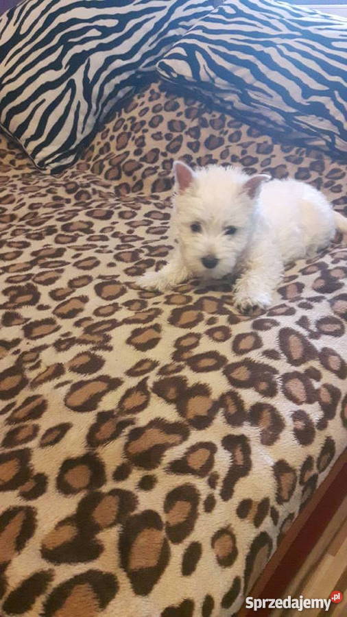 west highland whaite terrierszczeniak piesek Psy dolnośląskie Wrocław