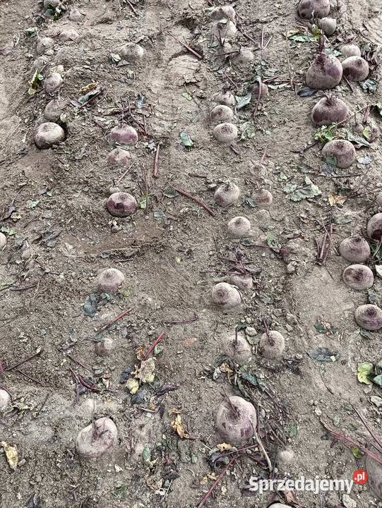 Sprzedam oglawiarke pasową do buraczka selera Lubraniec