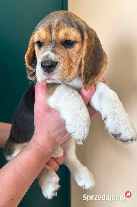 Szczeniaki Beagle tricolor ZKwP Konopiska