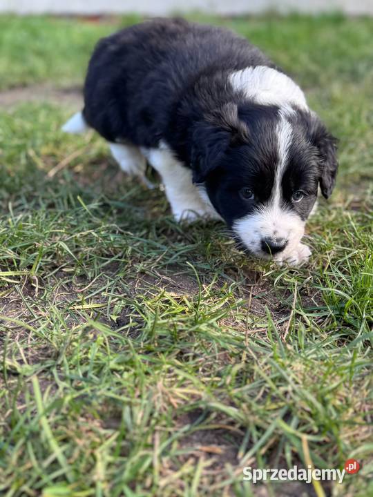 Border collie blue merle niebieskie oczy rodowód Dziekanów Leśny