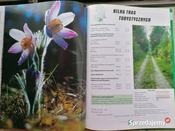 Białowieża pierwotna puszcza Europy twarda Mielec