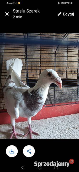 Gołębie rzeszowskie sprzedam Ptaki Kalinowice Dolne