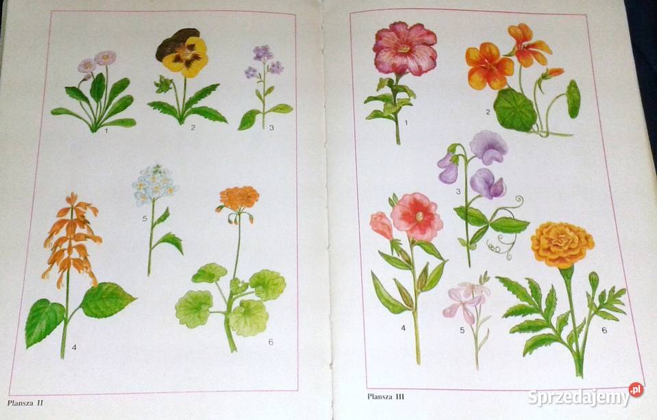 Nastolatki hodują rośliny i zwierzęta Mirosław Chełm