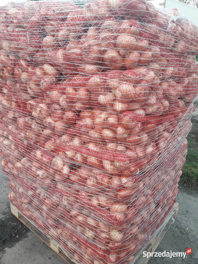 sprzedam cebule z dymki odmiana stuttgarter Wiskitki