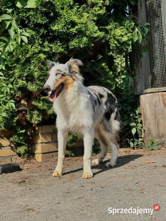 Owczarek szkocki collie Zakrzewo