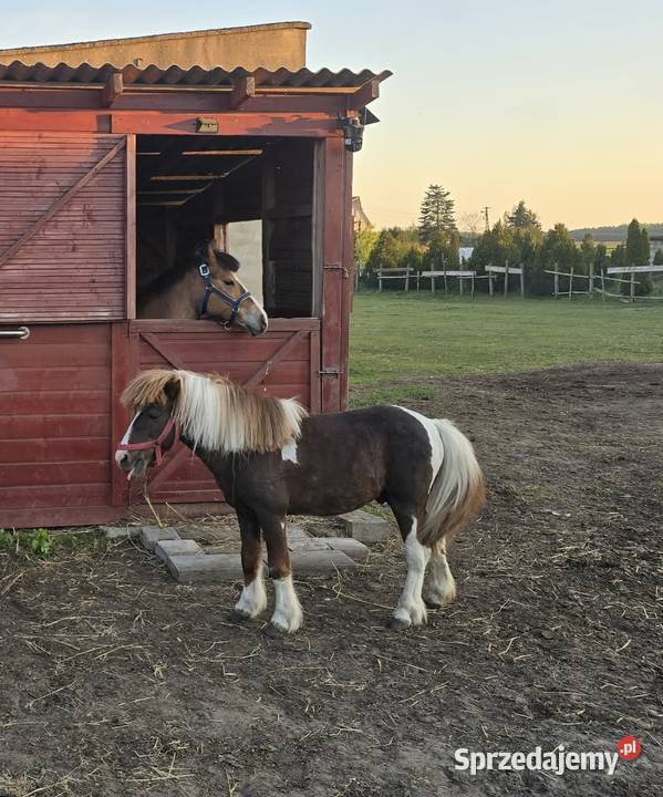 Sprzedam kuca ogierka w wieku 14 lat Jest Ujazd sprzedam