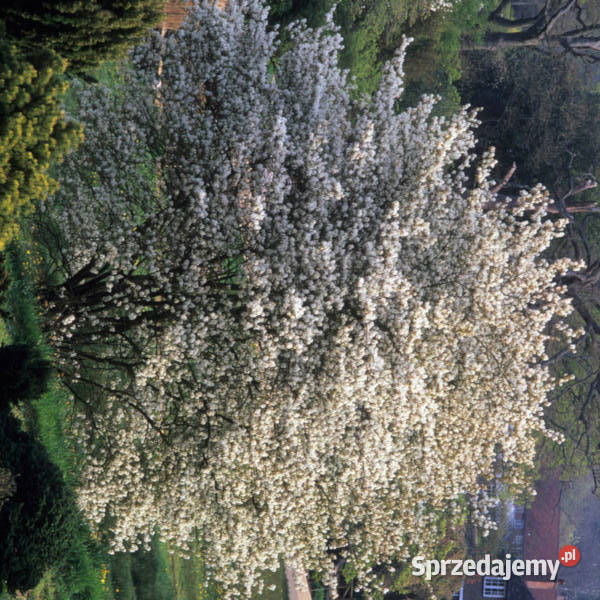 ŚWIDOŚLIWA OLCHOLISTNA Smoky sadzonki w Ustronie