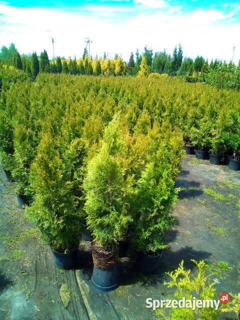 Tuja szmaragd tuje thuja szmaragdowa na żywopłot Iglaste