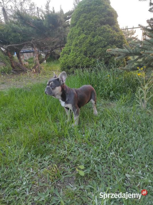 Buldog francuski blue tan mazowieckie Radom