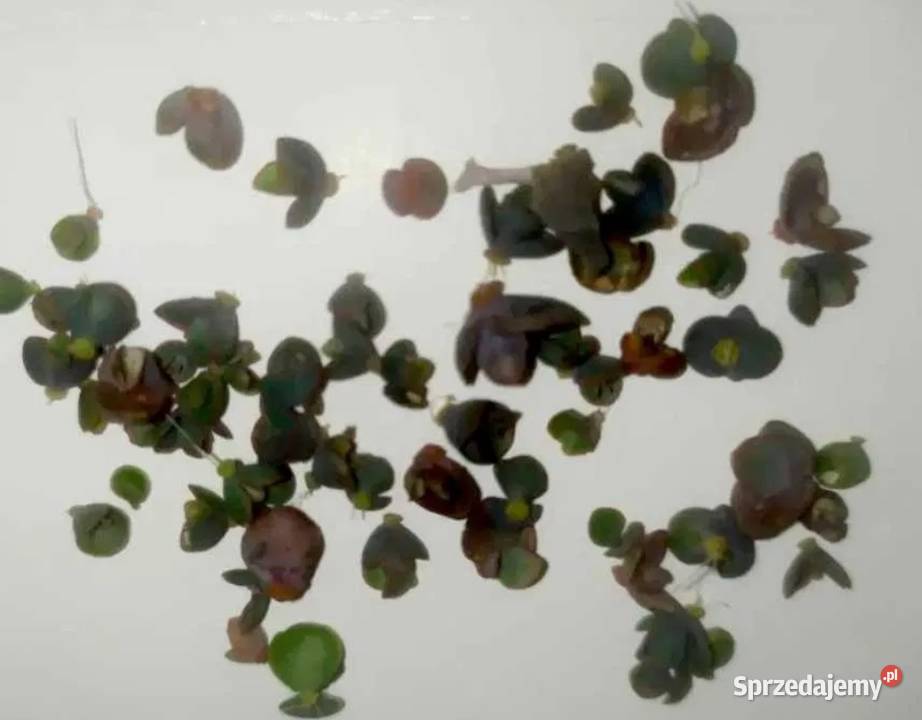 Sadzonki żyworódki