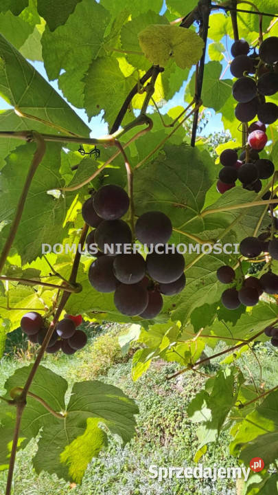 Grunt Buczek 35m2 Sprzedaż