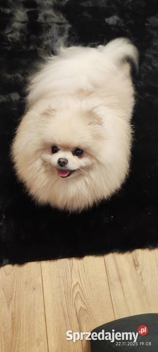 Szpic pomeranian Bydgoszcz