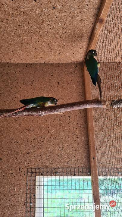 Rudosterki para lęgowa Jastrzębie-Zdrój