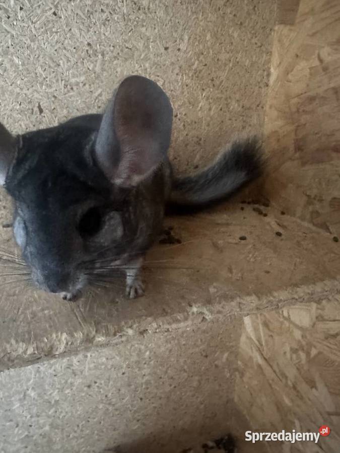 Sprzedam szynszyle samiec i samica Gryzonie Jastrzębie-Zdrój