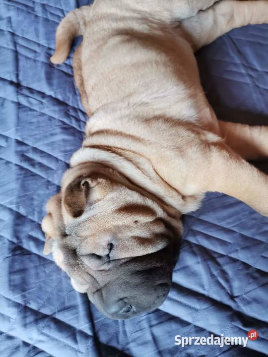Shar pei szczeniaki wystawowe Opole sprzedam