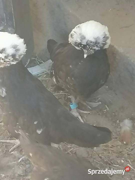 Białoczyby i koguta rasy loczek anagodori młode wielkopolskie Maniewo