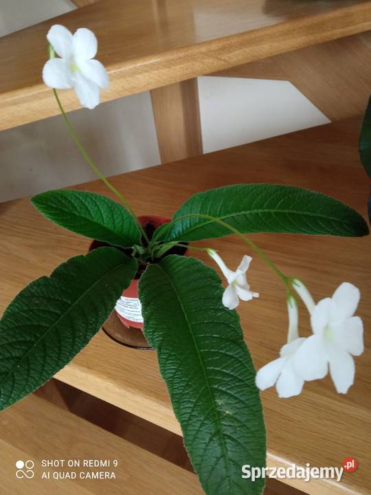 Piękne skrętniki Białystok