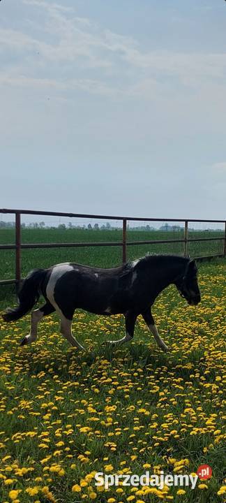 STANÓWKA Kuc ogier 120 wzrostu posada licencje Obrzycko