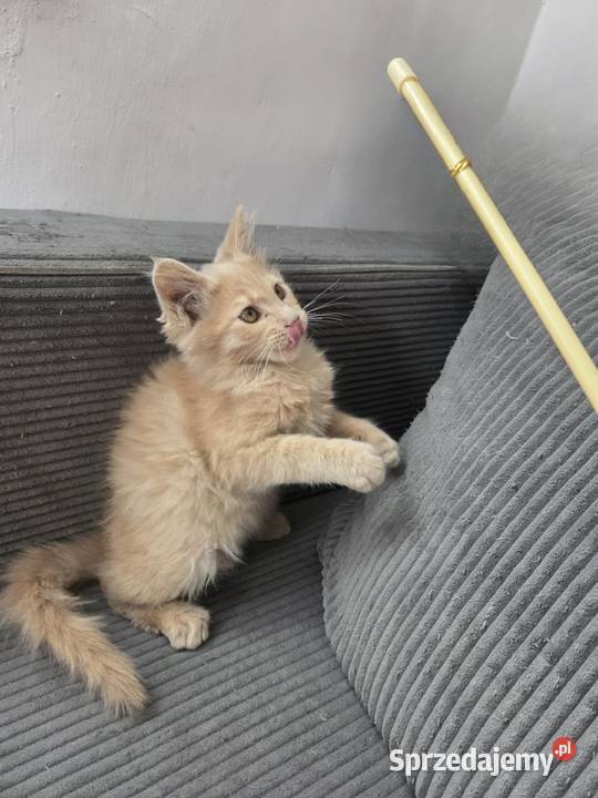 Gryzek Maine Coon Starogard Gdański