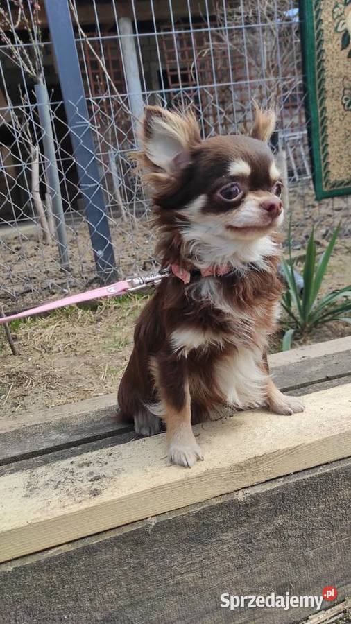 Roczny piesek chihuahua czekoladowy z rodowodem Stare Polesie