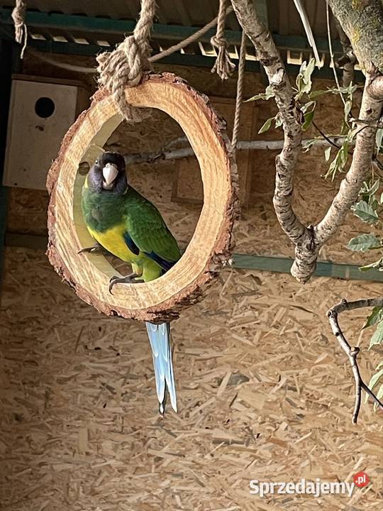 Szukam Bernarda żółtobrzuchego Tarnów