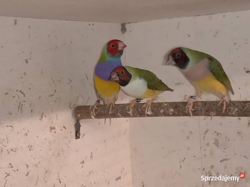 Amadyny Wspaniałe Blachownia