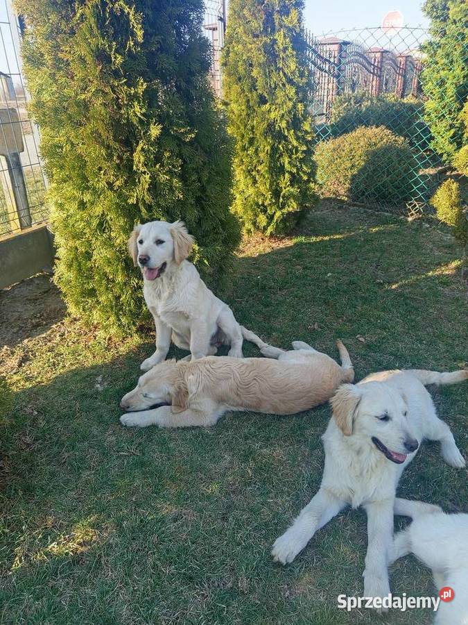 Golden retriever Gągolin sprzedam
