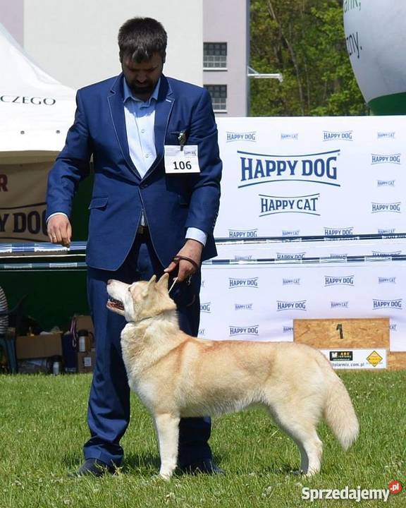 Siberian husky rodowodowe szczenięta zapowiedź Inowrocław
