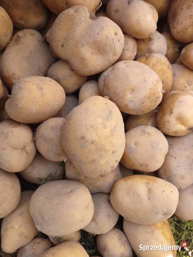 Ziemniaki Lord lubelskie sprzedam