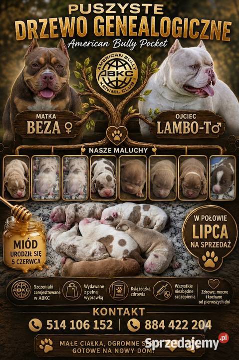 American Bully Pocket Pozostałe Gdańsk