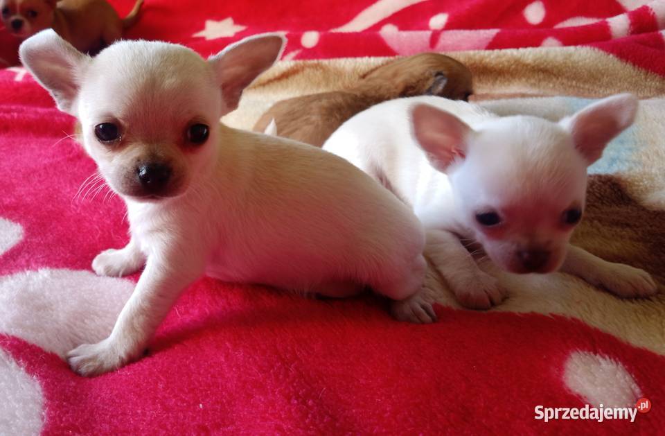 Chihuahua piesek biały i brązzowy Jasienica Dolna