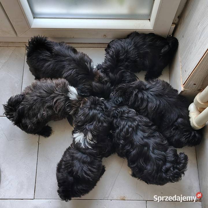 Szczenięta Shihtzu lwia ferajna Bircza