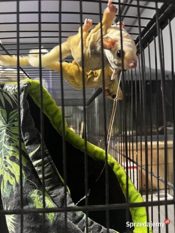 Lotopałanka karłowata para Kraków