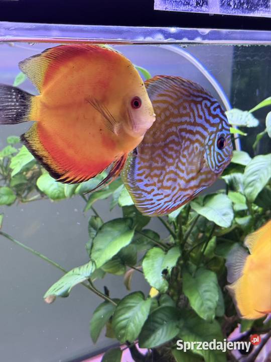 Akwarium życie Chojęcin-Szum