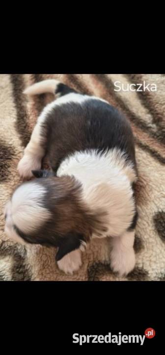 Szczenięta Shih Tzu Zwoleń