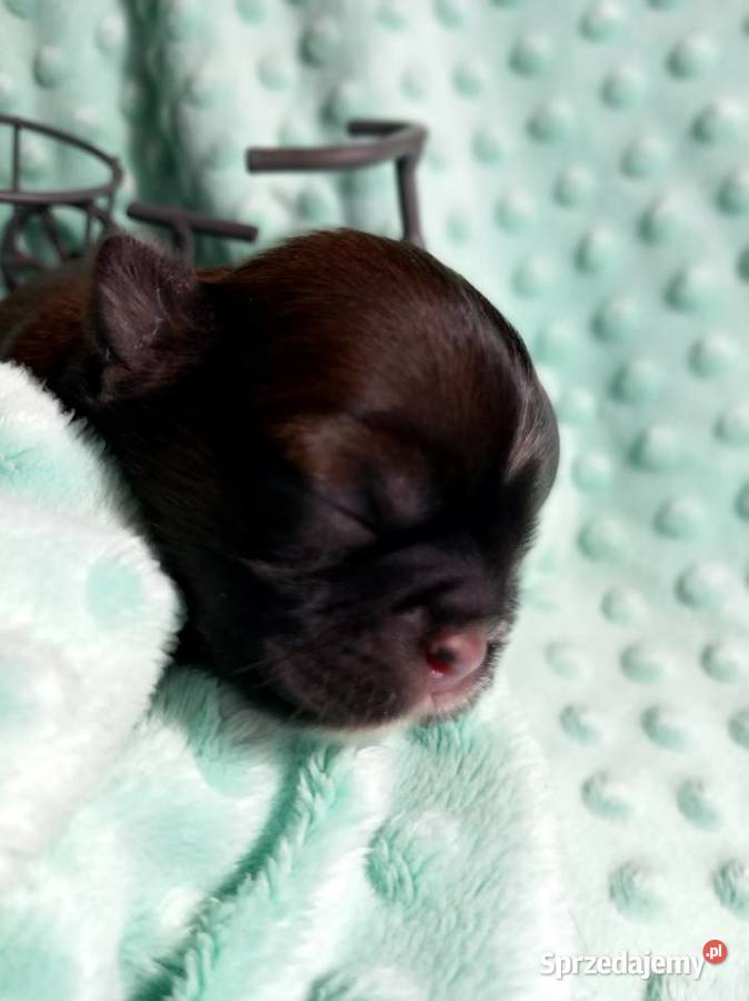 ShihTzu chłopiec odbiór w grudniu Strzelce Opolskie sprzedam