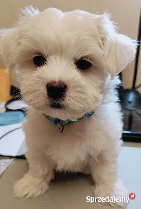 Maltańczykcudny piesek Warszawa