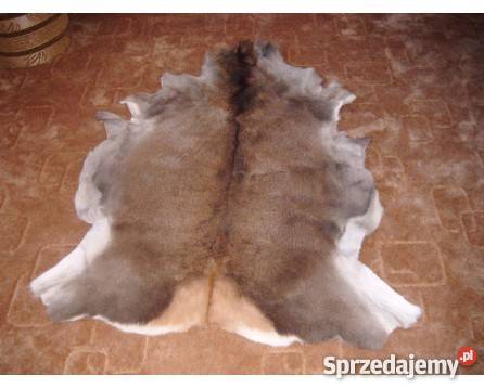 skóra z sarny Dział