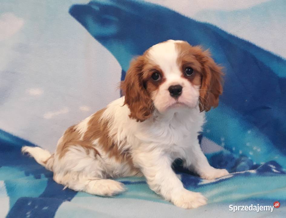 cavalier king charles spaniel samiec tricolor Rzeszów